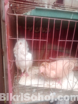 রানিং জেকোবিন কবুতর